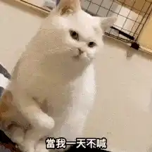 步拔猫咪手抖