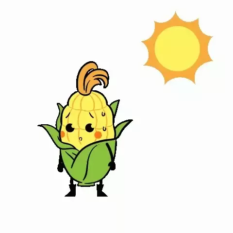 热到爆米花的玉米