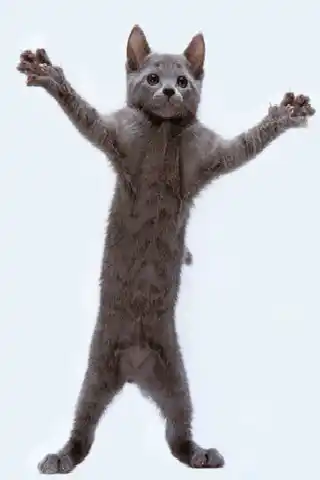 ねこ 踊る - Cat Standing Upright