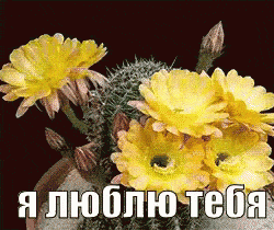 кактус цветы ЯЛюблюТебя люблю