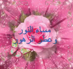 Pink Rose with Butterfly and Arabic Greeting