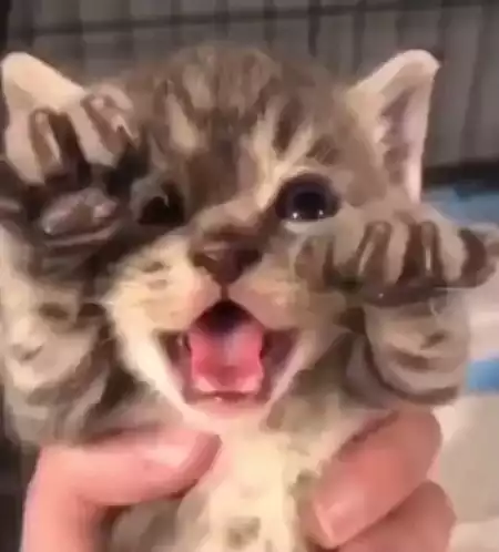 Cute Kitten Hissing Aggressively