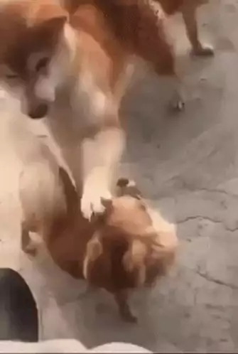 Funny Dogs: Whhhhaaaaaa???