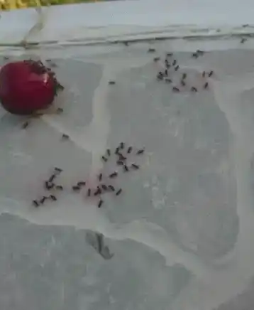 Ants Swarming Red Fruit