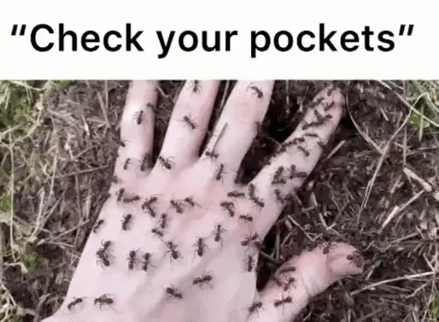 ants check your pockets