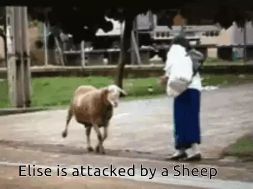 Elise Attacked by a Sheep