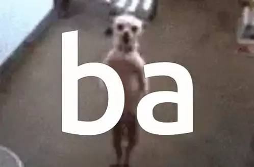 Dog Standing with 'Ba' Text Overlay