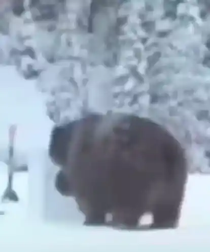 Bear in Underwear Doing Laundry in Snow