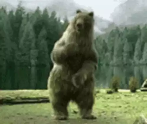 Dancing Bear in Forest