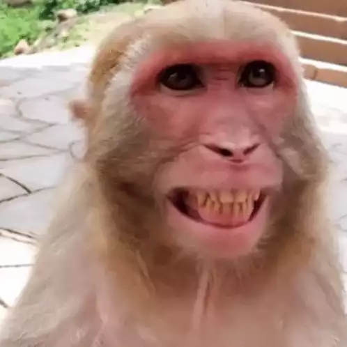Monkey's Big Grin Close-Up