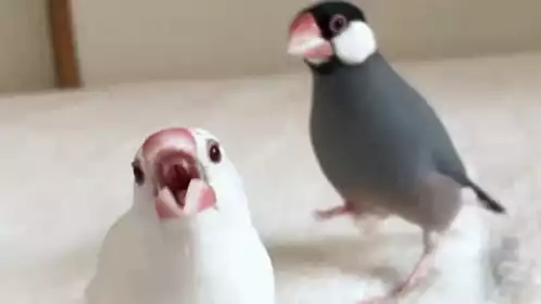 Funny Bird Screaming