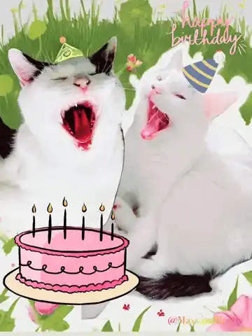 Maxx & Rooby: Happy Birthday Cats