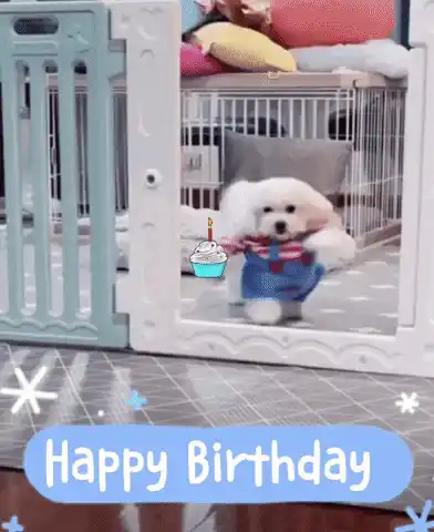 Cute Dog Celebrates Birthday