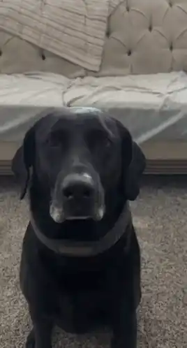Black Dog's Intense Stare and Slow Blink