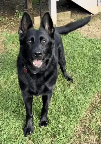 Black Gsd Black German Shepherd