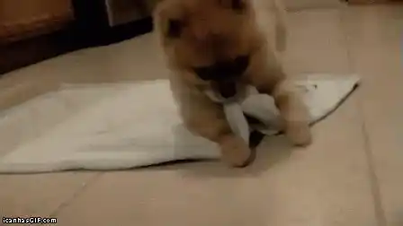 Cute Dog Rolls into Blanket for Goodnight