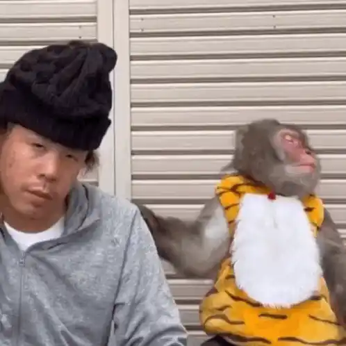 Blvckmood Monkey Funny Gifs