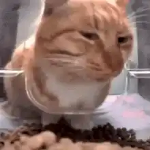 Bpk the Suspicious Cat Eating