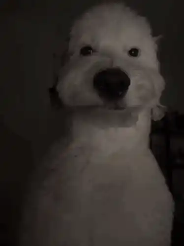 Brian Dog's Intense Stare in the Dark