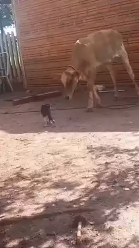 Calf Startled by Dog