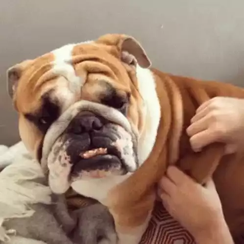Relaxed Bulldog Getting Scratches