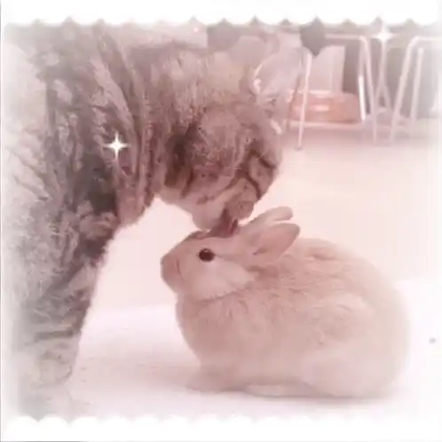 Bunnies Bunny