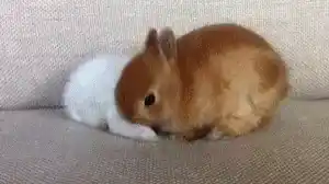Bunny Rabbit