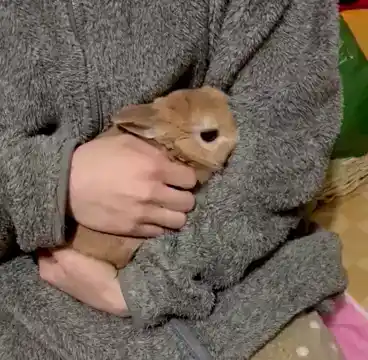 Adorable Bunny Rabbit Being Cuddled