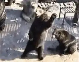 Bears: Ça Va ?