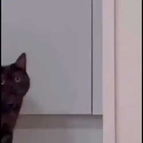 Cache Cache Cat Stares Wide-Eyed