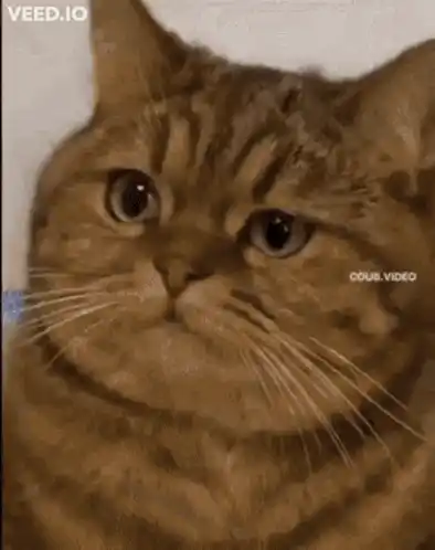 Calculating Cat