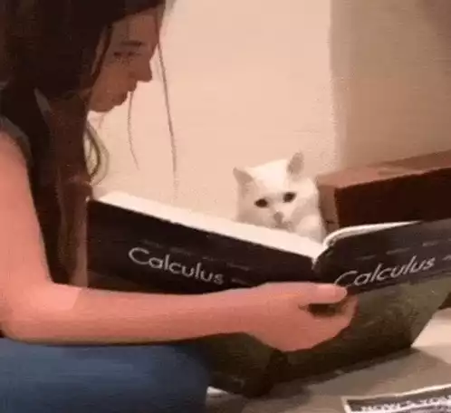 Calculus Cat Studying Math