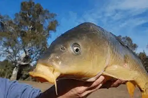 Various Common Carp Fish