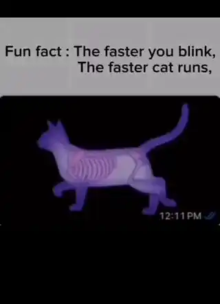 Cat Fun Fact, Camera, and Waking Cat Meme
