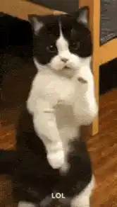 LOL! Funny Cat Standing on Hind Legs