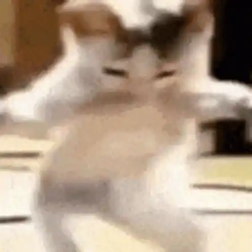 Funny Dancing Cat