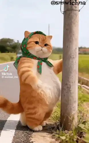 Cat Ai Cat Dance Ai