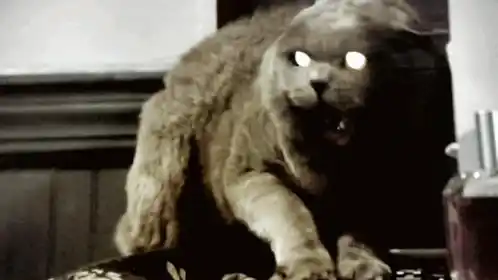Angry Cat with Glowing Eyes