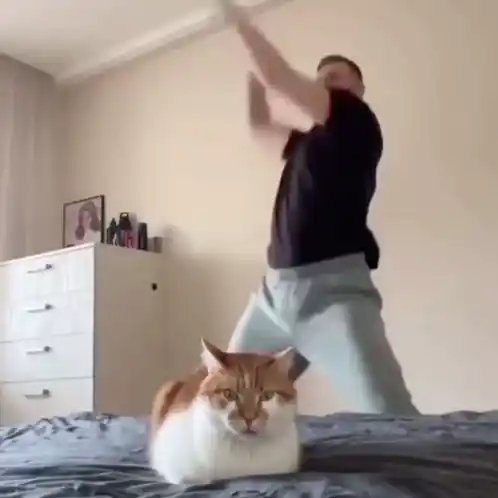 Cat Annoyed by Man's Dance