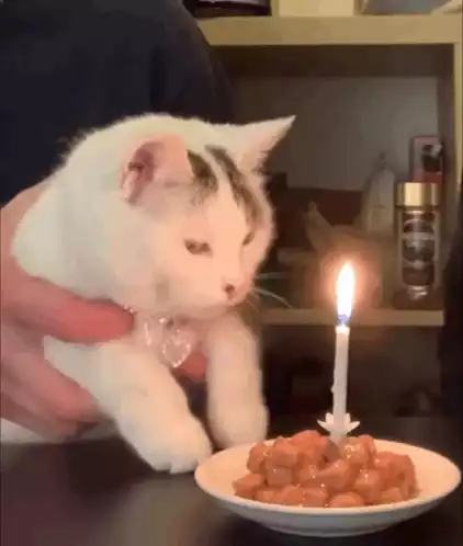Cat's Birthday Celebration with Candle