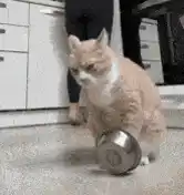 Cat Plays with Food Bowl