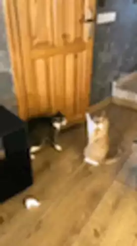 Playful Cat Boxing Match