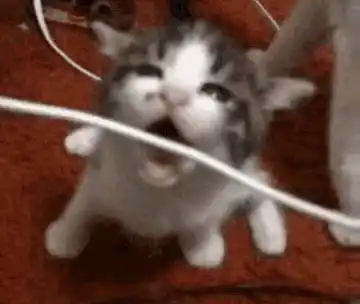 Funny Kitten Playing with Cable