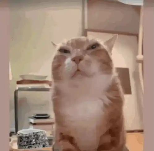 Cat's Serious Stare