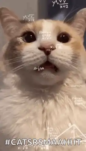 Confused Cat Doing Math