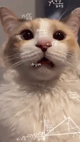 Confused Cat Doing Math