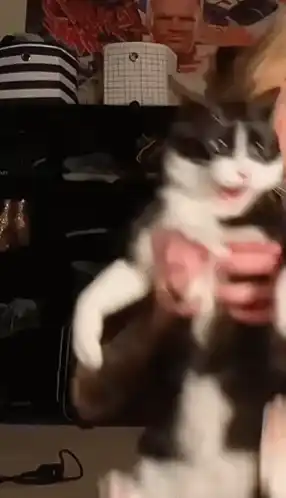 Funny Wiggling Black and White Cat Meme