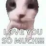 Cat Cat Meme: LOVE YOU SO MUCH!!!