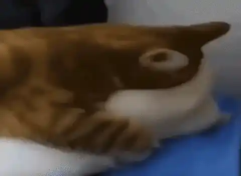 Cute Cats Kissing Meme