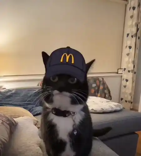 Cat Cat Meme